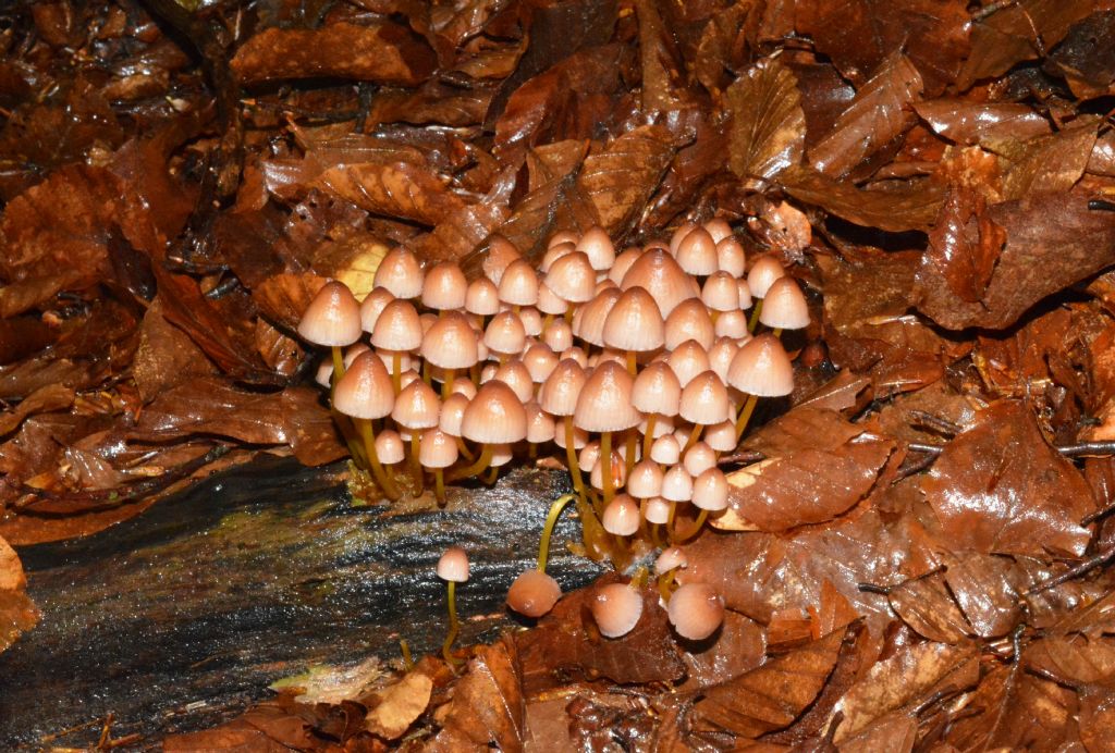 Mycena del 14/05/2018